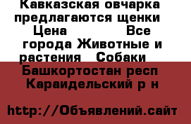 Кавказская овчарка -предлагаются щенки › Цена ­ 20 000 - Все города Животные и растения » Собаки   . Башкортостан респ.,Караидельский р-н